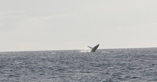 whale-taken-from-the-beach