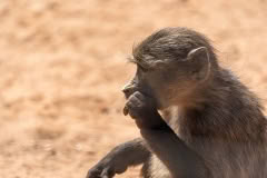 Mobile African Safari with Merubisi Safaris