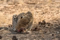 Mobile African Safari with Merubisi Safaris