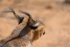 Mobile African Safari with Merubisi Safaris