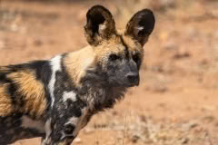 Mobile African Safari with Merubisi Safaris