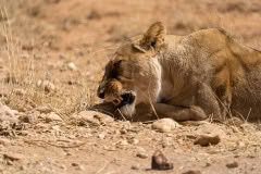 Mobile African Safari with Merubisi Safaris