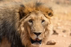 Mobile African Safari with Merubisi Safaris