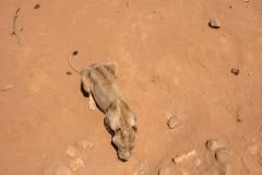 Mobile African Safari with Merubisi Safaris