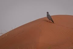 Mobile African Safari with Merubisi Safaris