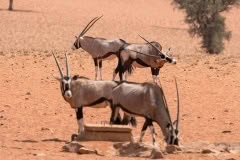 Mobile African Safari with Merubisi Safaris