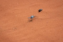 Mobile African Safari with Merubisi Safaris