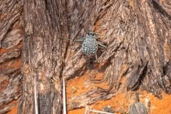 Mobile African Safari with Merubisi Safaris