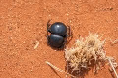 Mobile African Safari with Merubisi Safaris