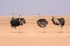 Mobile African Safari with Merubisi Safaris