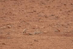 Mobile African Safari with Merubisi Safaris