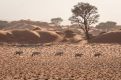 Mobile African Safari with Merubisi Safaris