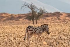 Mobile African Safari with Merubisi Safaris