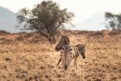 Mobile African Safari with Merubisi Safaris