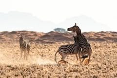 Mobile African Safari with Merubisi Safaris