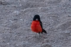 Mobile African Safari with Merubisi Safaris