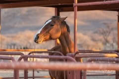 Mobile African Safari with Merubisi Safaris