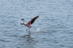 Mobile African Safari with Merubisi Safaris