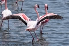 Mobile African Safari with Merubisi Safaris