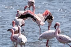 Mobile African Safari with Merubisi Safaris