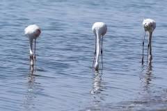 Mobile African Safari with Merubisi Safaris