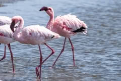 Mobile African Safari with Merubisi Safaris