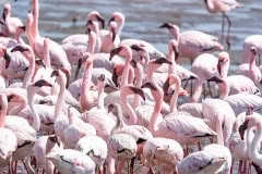 Mobile African Safari with Merubisi Safaris