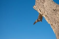 Mobile African Safari with Merubisi Safaris