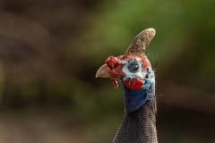 Mobile African Safari with Merubisi Safaris