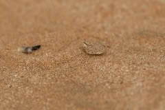 Mobile African Safari with Merubisi Safaris