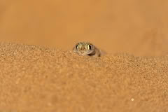 Mobile African Safari with Merubisi Safaris