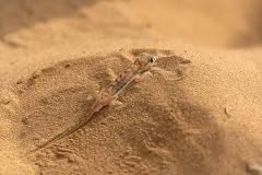 Mobile African Safari with Merubisi Safaris