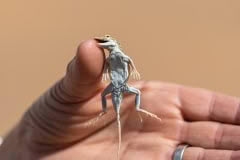 Mobile African Safari with Merubisi Safaris