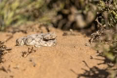 Mobile African Safari with Merubisi Safaris