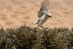 Mobile African Safari with Merubisi Safaris