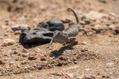 Mobile African Safari with Merubisi Safaris