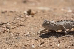 Mobile African Safari with Merubisi Safaris