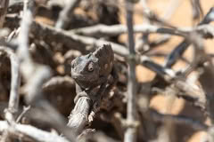 Mobile African Safari with Merubisi Safaris