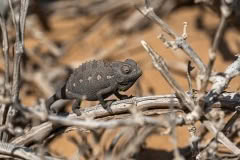 Mobile African Safari with Merubisi Safaris