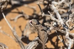 Mobile African Safari with Merubisi Safaris