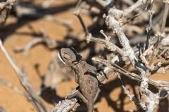 Mobile African Safari with Merubisi Safaris