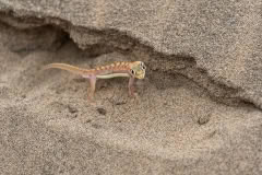 Mobile African Safari with Merubisi Safaris