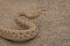 Mobile African Safari with Merubisi Safaris