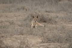 Mobile African Safari with Merubisi Safaris