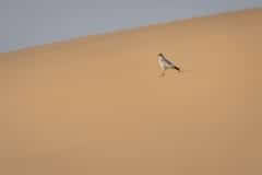 Mobile African Safari with Merubisi Safaris