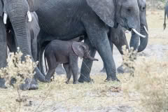 botswana-019