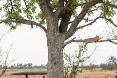 botswana-053