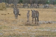 botswana-274
