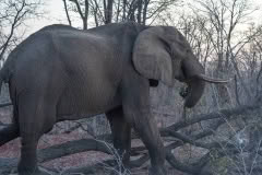 khwai-Elephant pushing tree