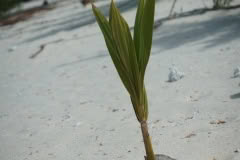 9.1468061585.2-honeymoon-island